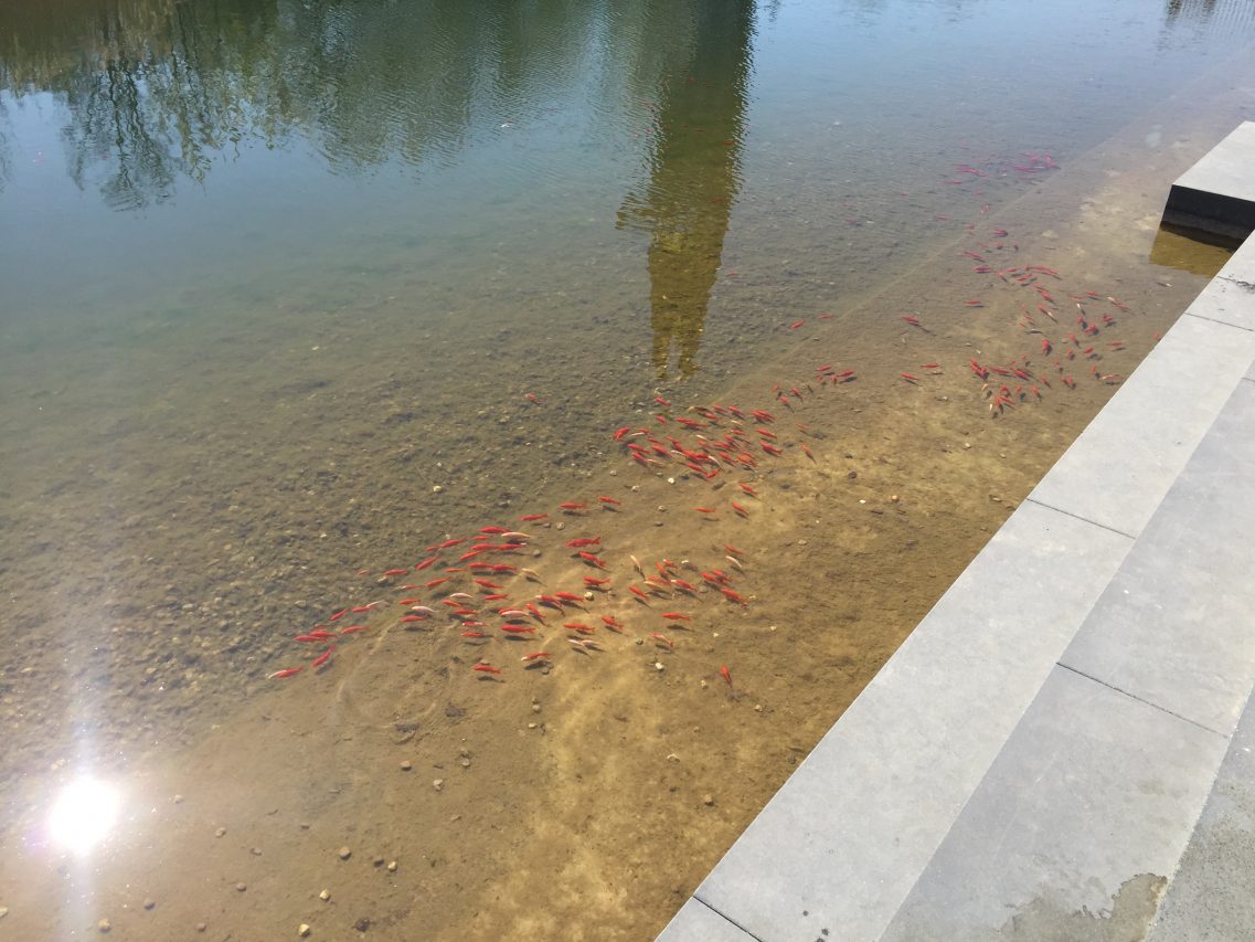 Goldfische im Portalteich