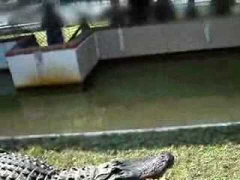 Alligator streicheln