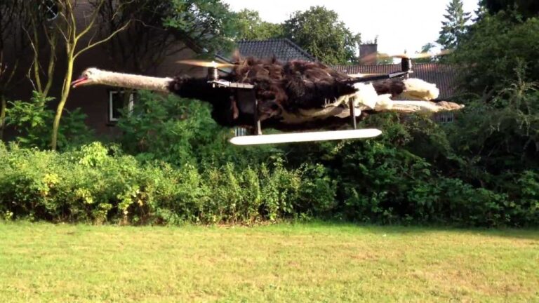 Auch ein Strauss kann fliegen