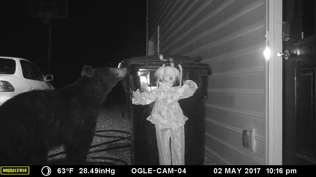 Bär hat Angst vor bösem Clown