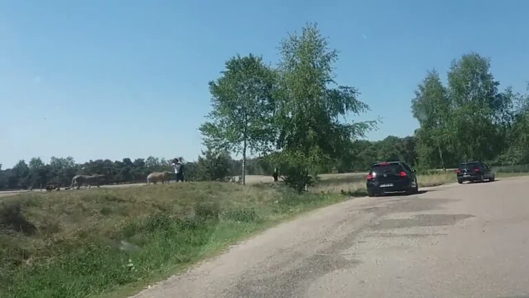 Bekloppte Eltern steigen mit Kind im Safaripark aus dem Auto