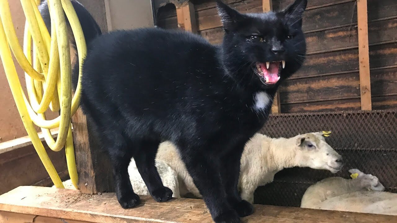 boese katze wird von schafmutter