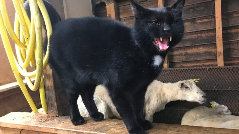 Schaf rächt sich an Katze: So genial war noch keine Tier-Revanche!