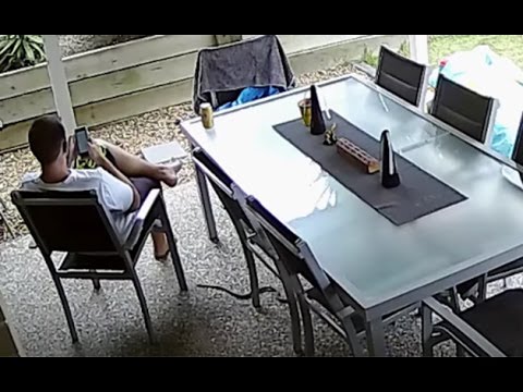 Braver Hund bemerkt Schlange