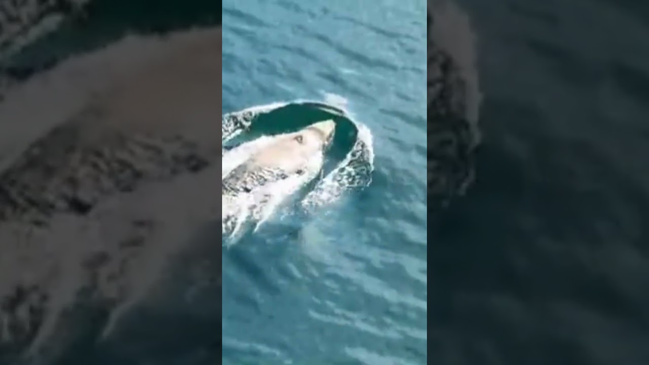 Buckelwal Hartwin in der Ostsee: Droht ihm Timmys tragisches Schicksal?
