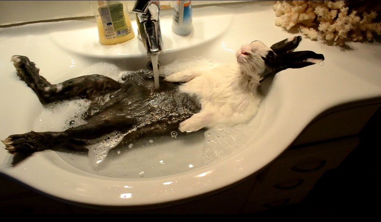 Bunny nimmt ein Bad