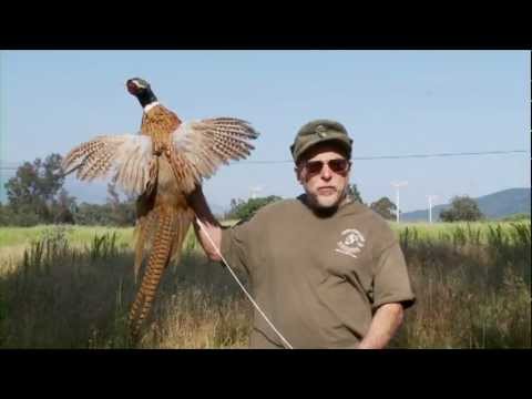 Chuck Testa Nailed It: Als ein Taxidermist das frühe Internet eroberte