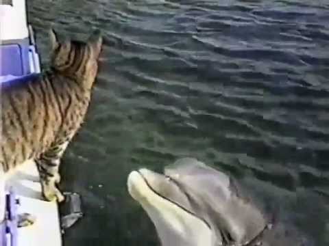 Delphin und Katze spielen zusammen