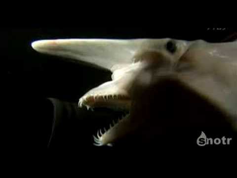 Der Maul im Maul Hai