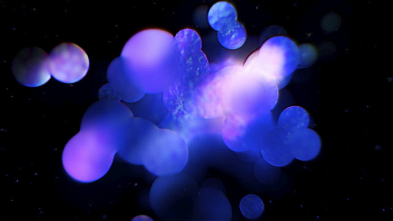 Der Ziegenmelker – Podcast von Dominik Eulberg