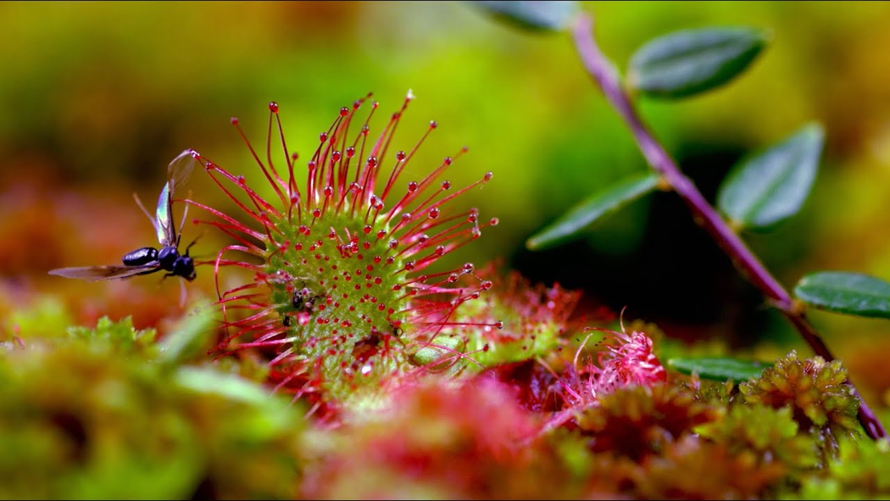 Dominik Eulberg – Goldene Acht