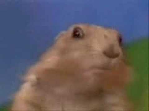 Dramatic Chipmunk: Das 5-Sekunden-Video, das das frühe Internet in seinen Bann zog!