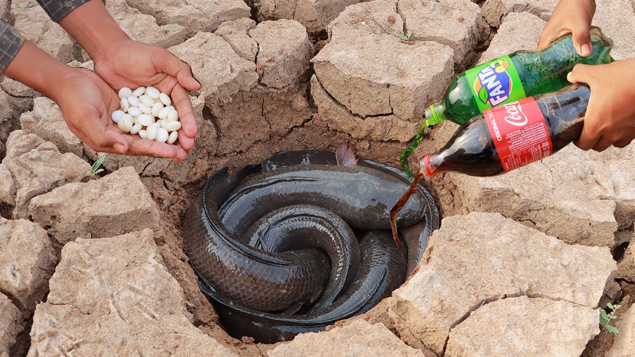 Fische und Schlangen mit Cola und Mentos fangen