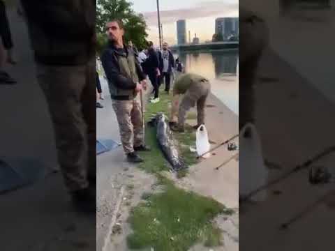 Frankfurter Mainufer Passanten sind schockiert – Angler töten riesigen Wels