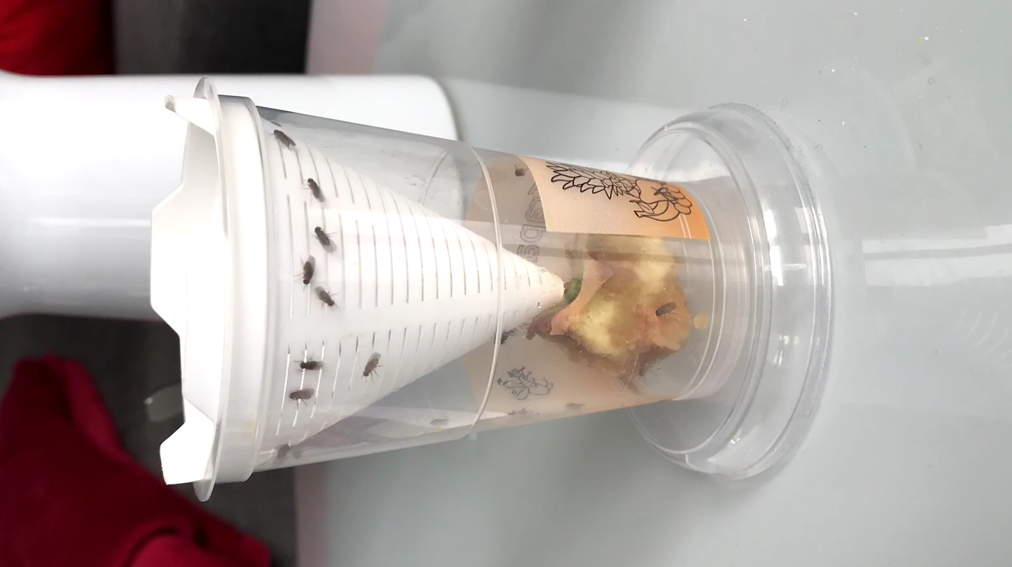 Die beste Fruchtfliegen Falle