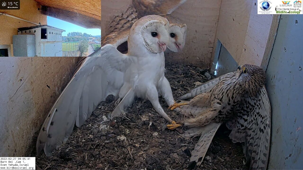 „Gefiederter Kampf: Eulen vs. Turmfalke“