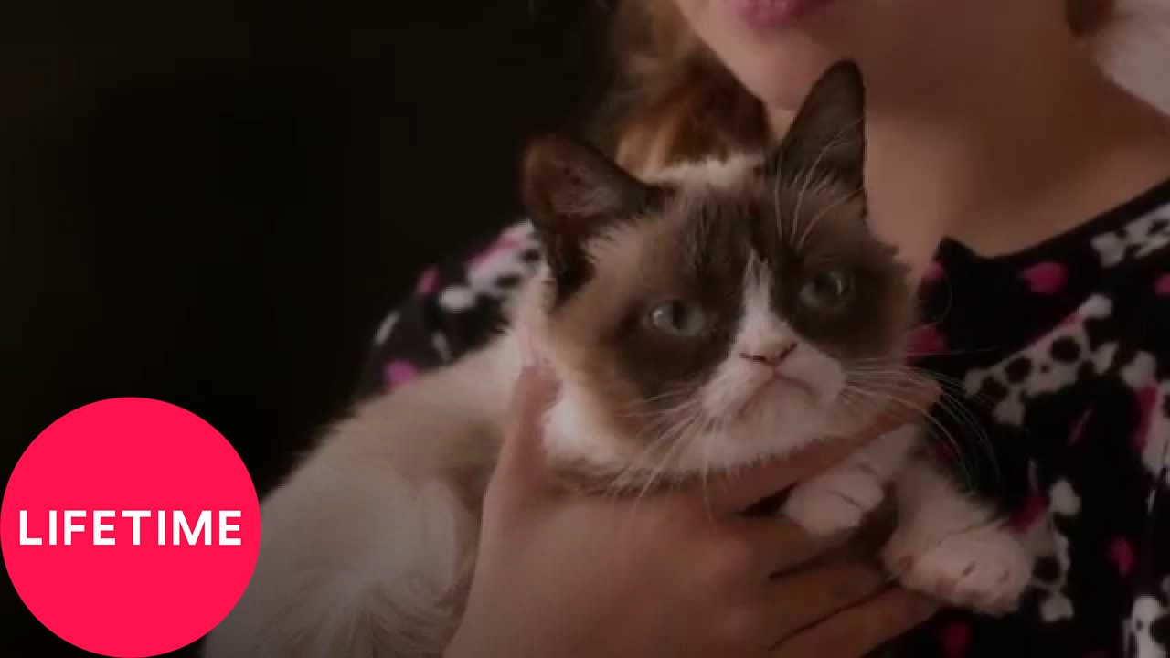 Grumpy Cat: Als das Internet noch richtig mürrisch war – Ein weihnachtlicher Rückblick
