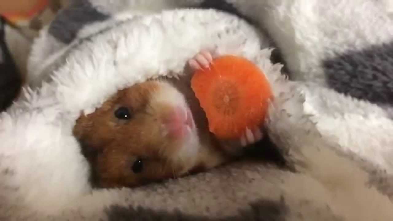 Hamster beim kuscheligen Frühstück