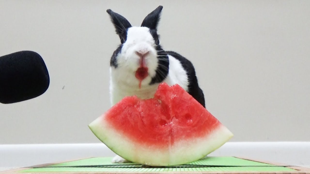 „Hasen lieben Wassermelone: Ein tierisches ASMR-Video“