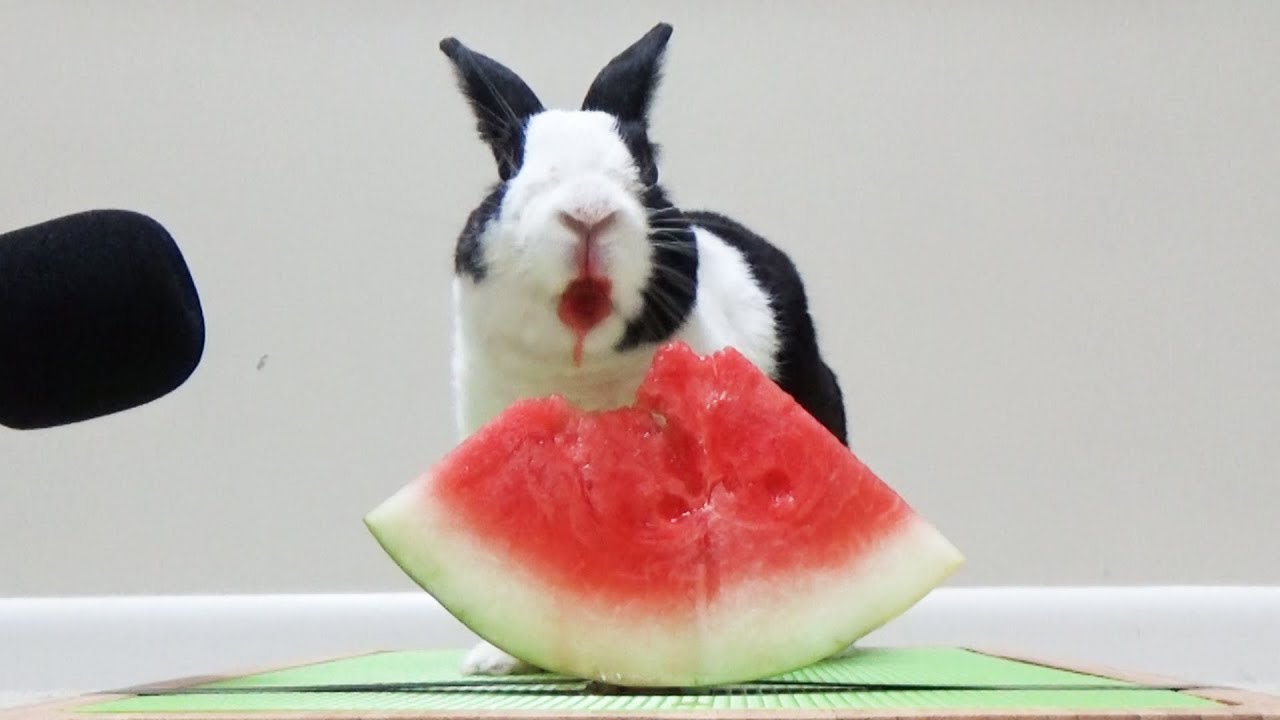 “Hasen lieben Wassermelone: Ein tierisches ASMR-Video”