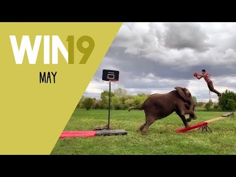 WIN Compilation May 2019 Edition | LwDn x WIHEL