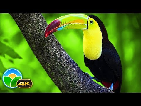Breathtaking Colors of Nature in 4K III ?Beautiful Nature – Sleep Relax Music 4K UHD TV Screensaver