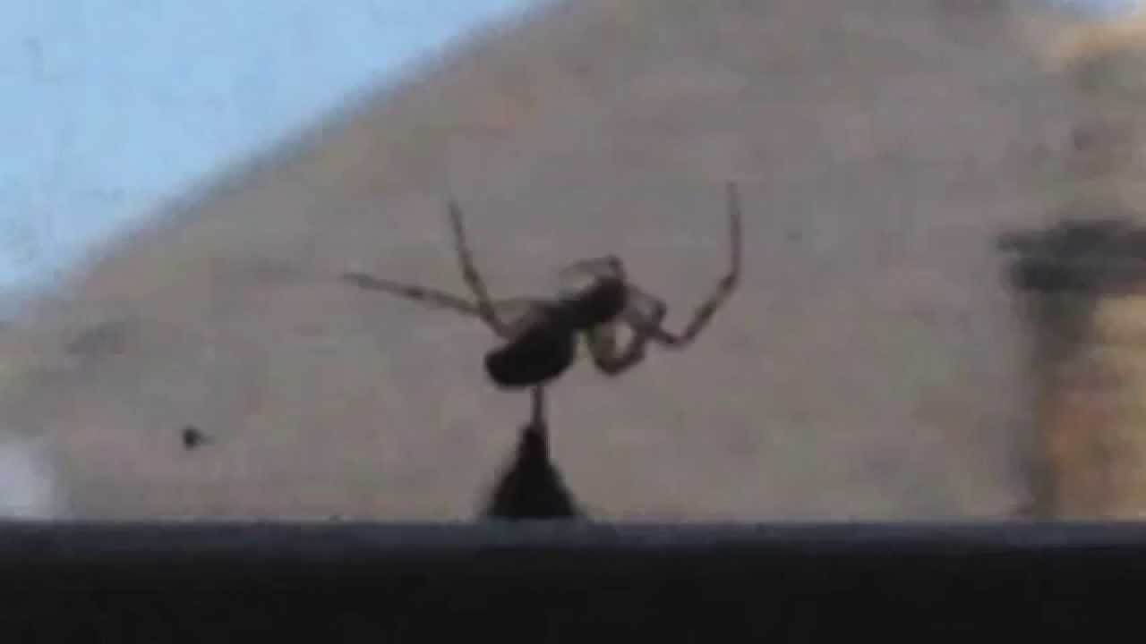 Hummel rettet Hummel vor der Spinne