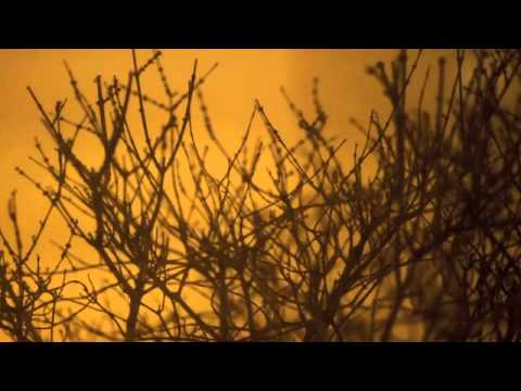 Idiot with a Tripod- Jamie Stuart