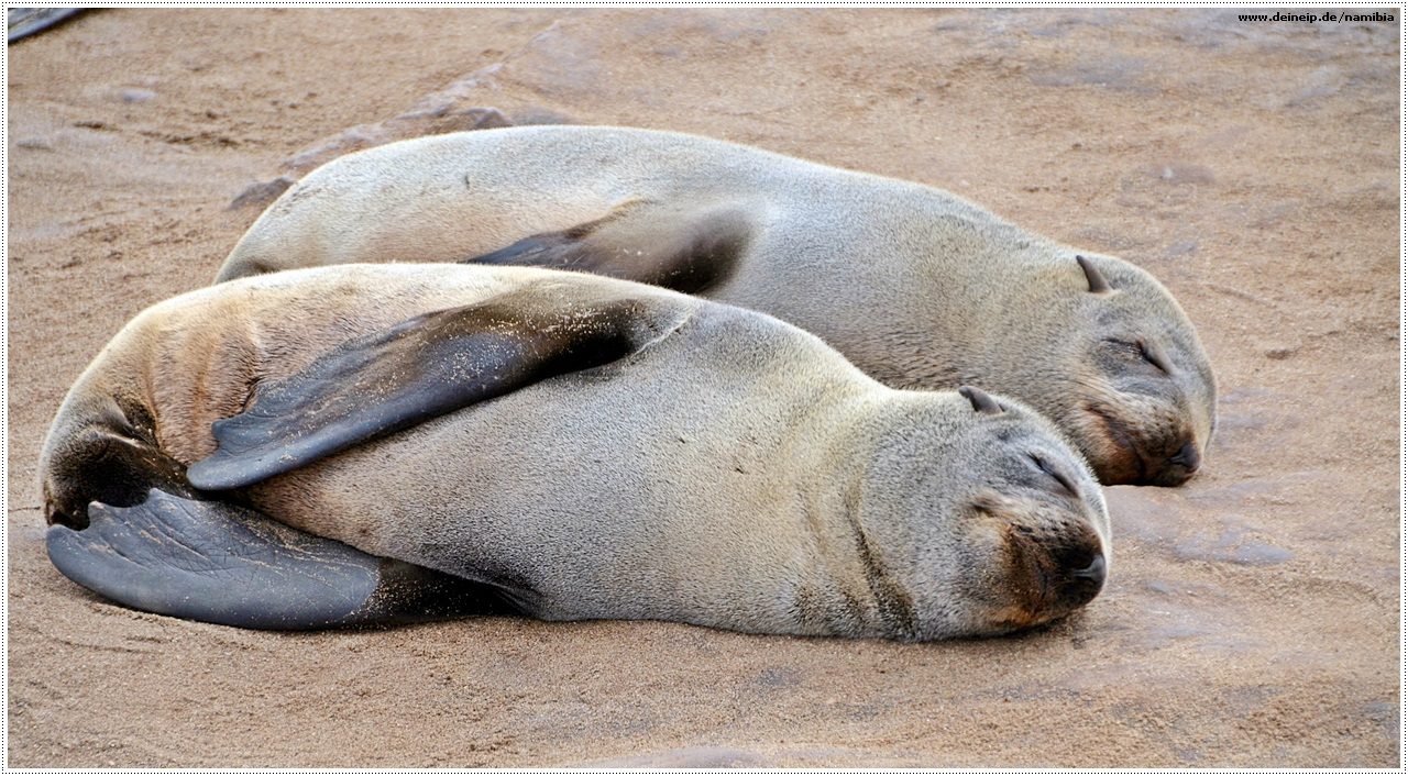 junge robben cape cross