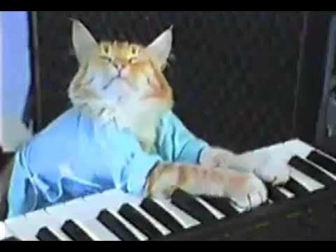 Keyboard Cat: Der flauschige Internet-Star, der uns das Lachen lehrte