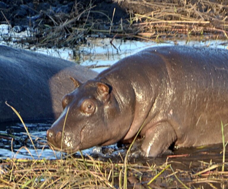 Chobe Nationalpark: Nilpferd-Nachwuchs und faszinierende Begegnungen