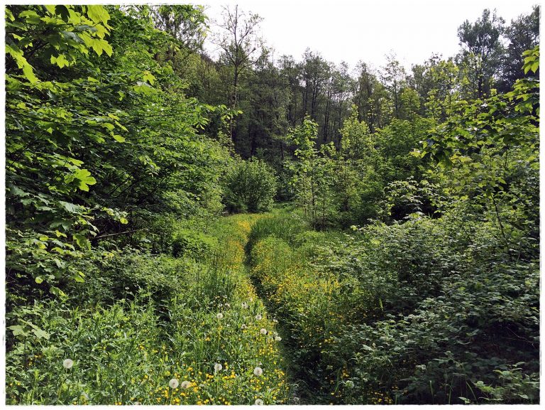 Kochersteig Wanderung Tag 3 – Heimhausen nach Blaufelden 17,7 KM