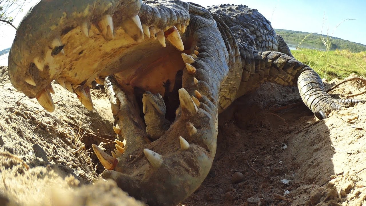 Krokodil-Mama bringt Babys im Maul ins Wasser