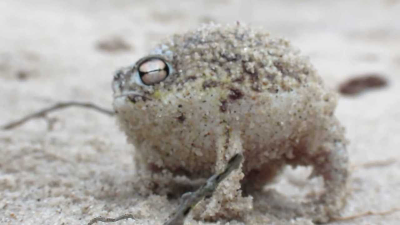 Namaqua Regenfrosch regt sich auf