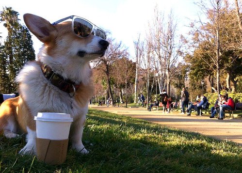 Corgi mit Sonnenbrille und Kaffeebecher im Park