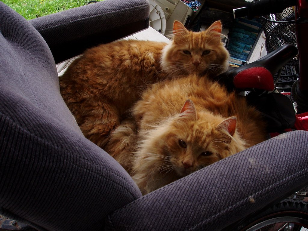 Drei Katzen liegen zusammengekuschelt auf einem Autositz