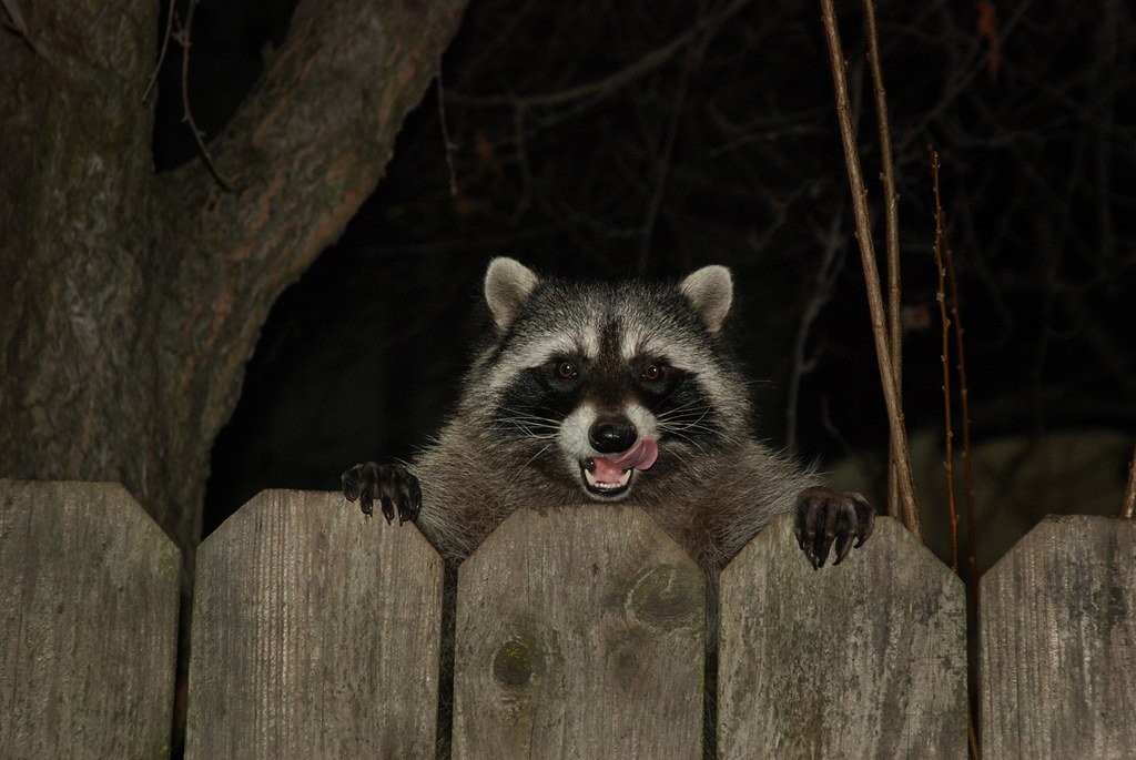 Waschbär schaut über einen Holzzaun