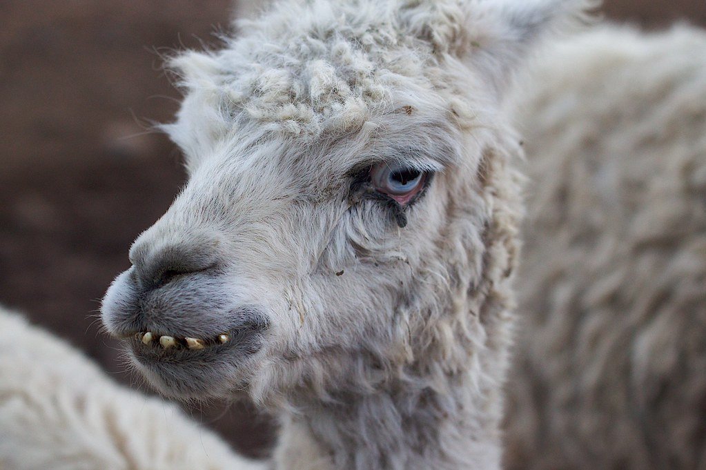 Lama zeigt grinsend seine Zähne