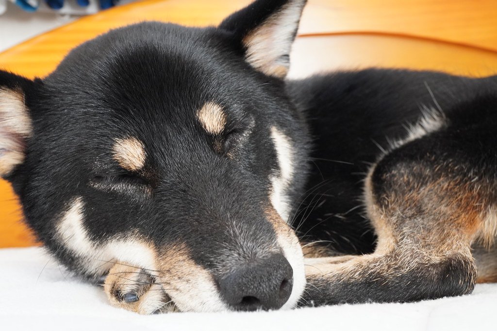 Schlafender Hund auf einem Teppich