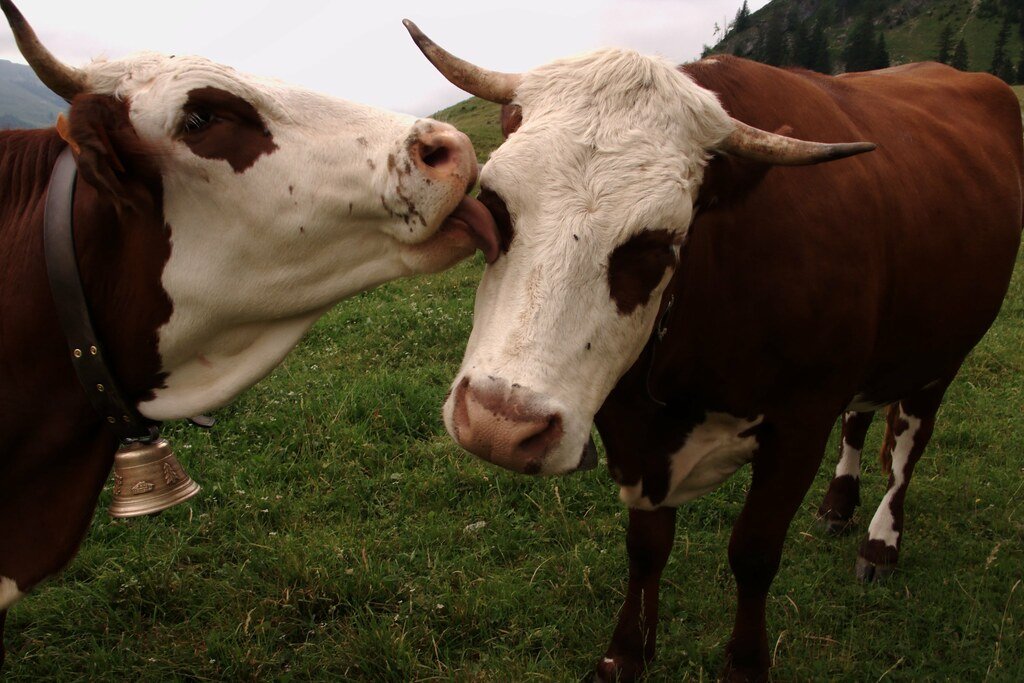 Zwei Kühe stecken die Köpfe zusammen