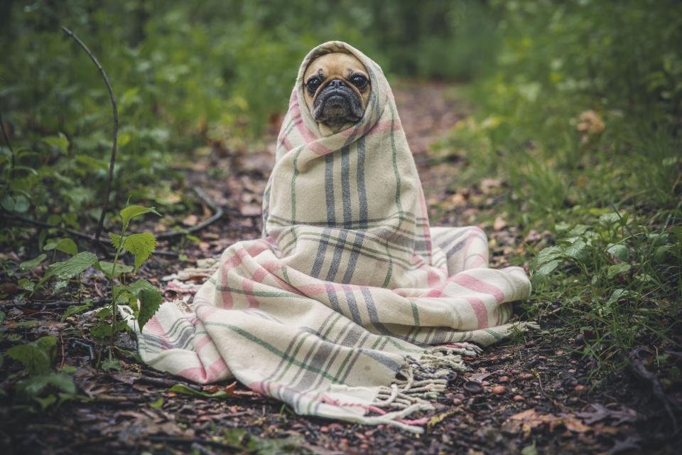 Mops eingewickelt in eine Decke im Wald