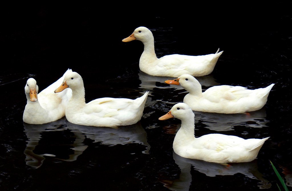 Weiße Enten schwimmen in einer Reihe