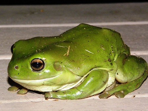 Grimmig schauender grüner Laubfrosch