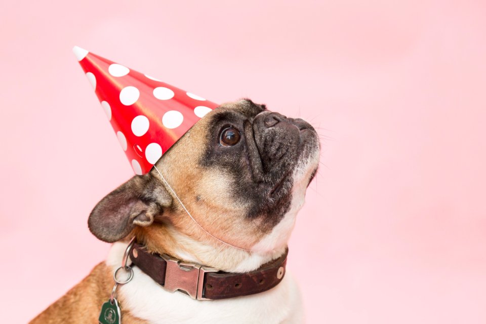 Mops mit gepunktetem Partyhut