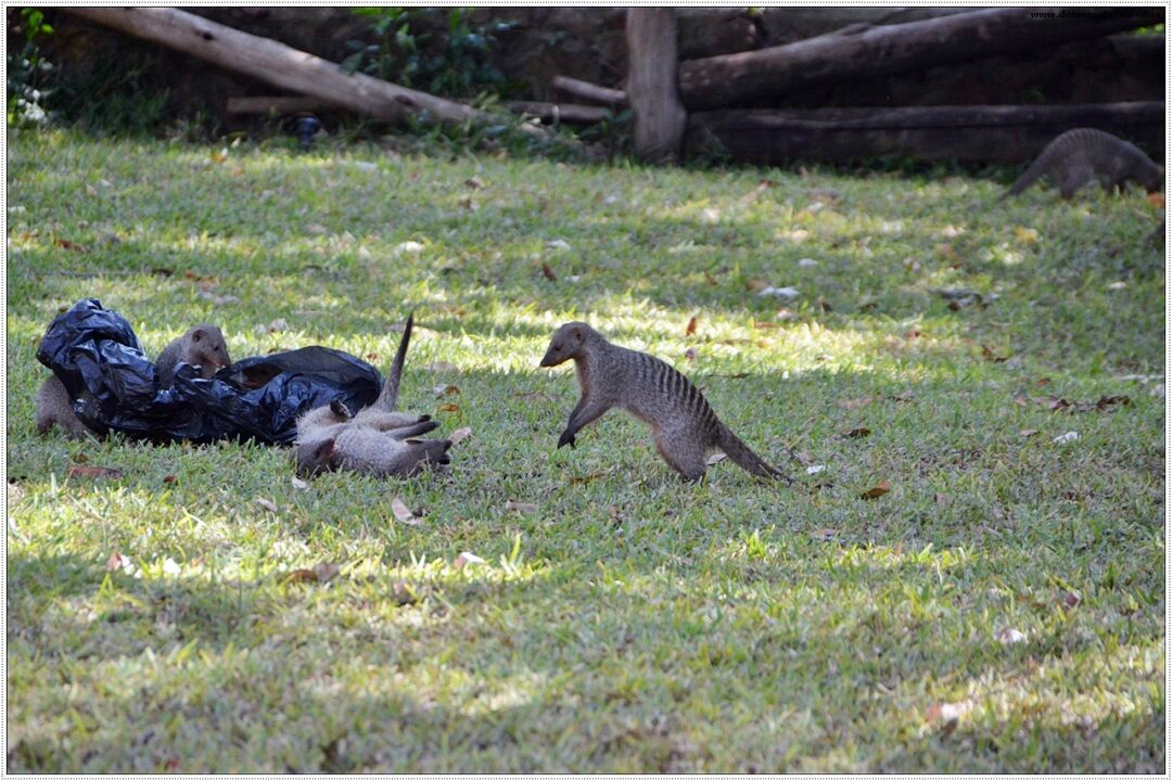 mungos chobe nationalpark