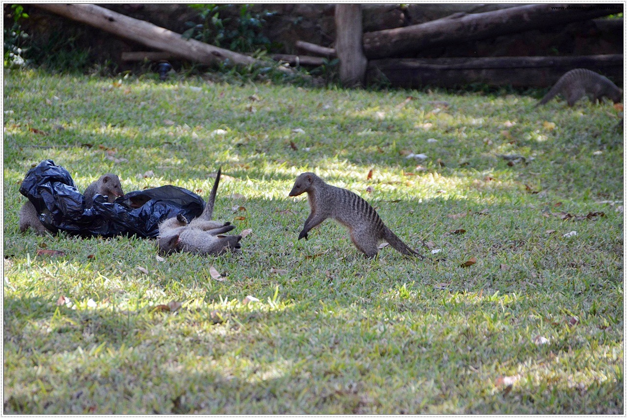 Chobe Nationalpark bei Kasane