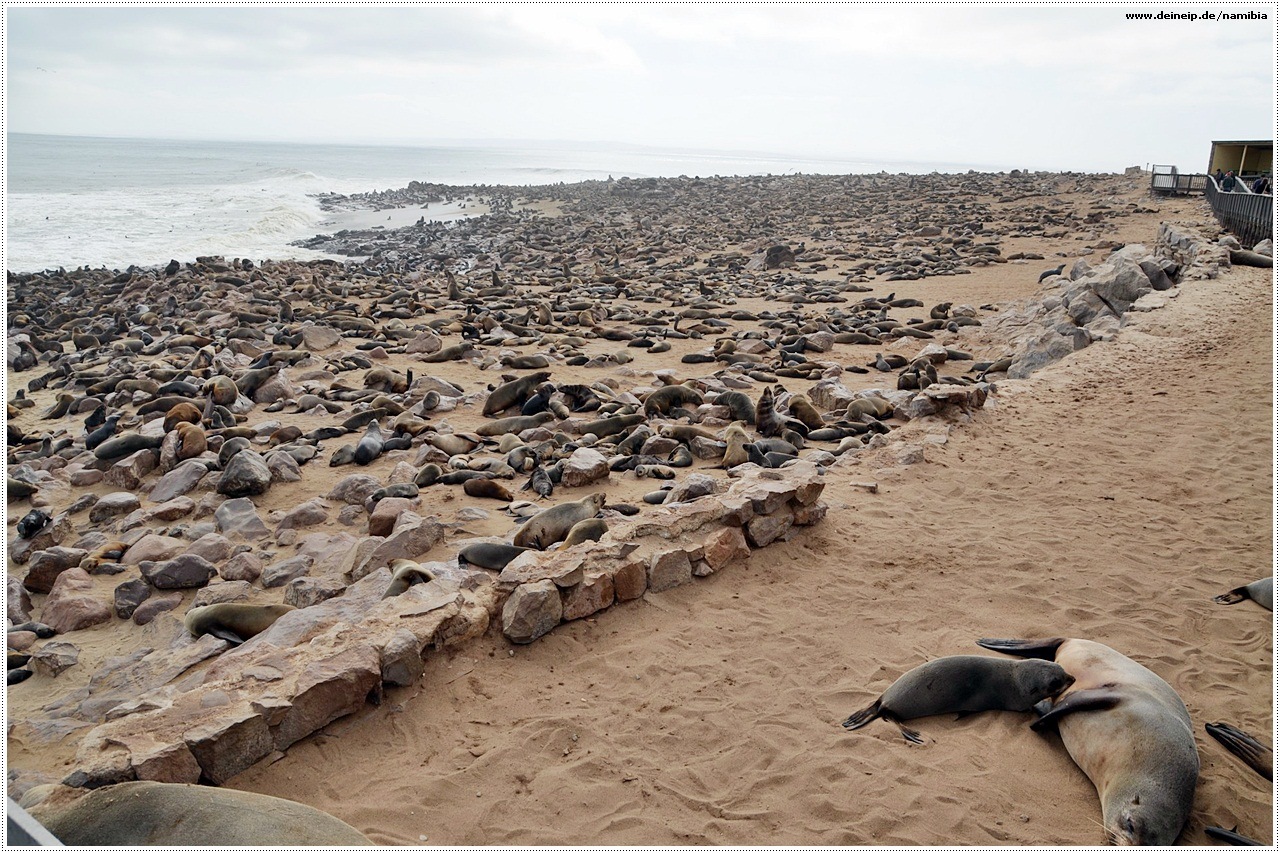 namibia robbenkolonie capecross