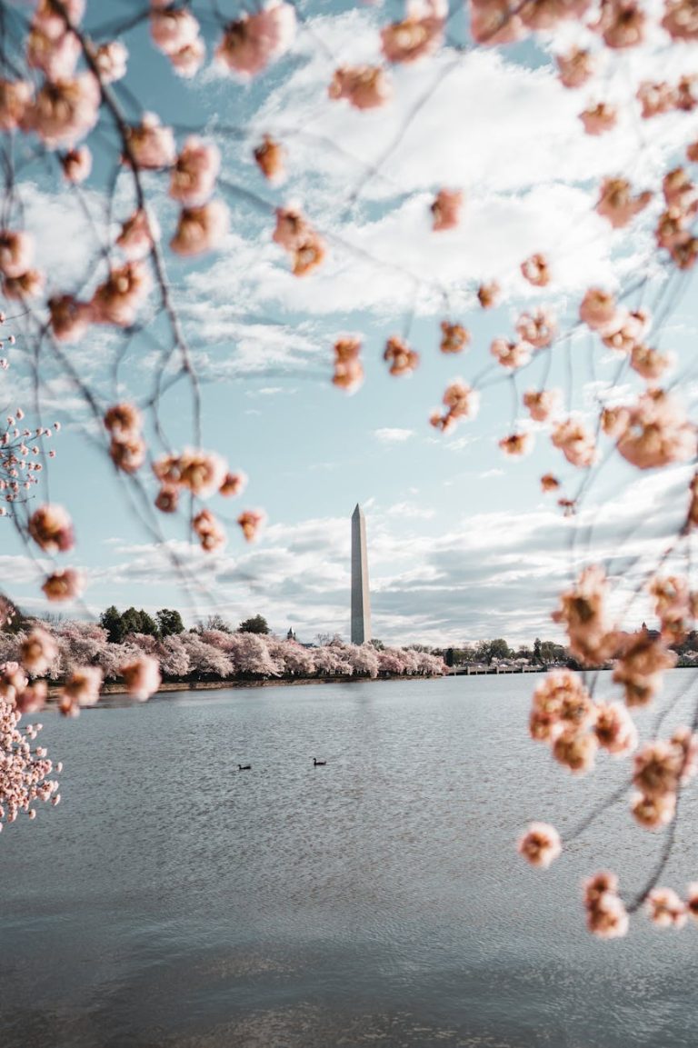 Die Magie der Kirschblüte in Washington, D.C. – Ein Frühlingszauber am Tidal Basin
