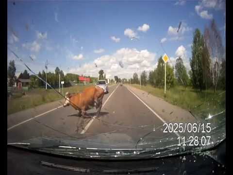 Russian Dashcam – Crash mit vögelnden Kühen