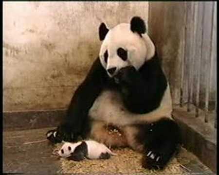 Scared Panda: Als ein niesendes Baby-Panda das Internet eroberte